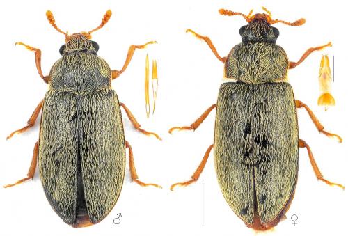 Byturus tomentosus