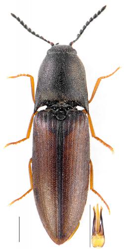 Sericus brunneus