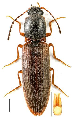 Réf. 105 869 : Athous subfuscus