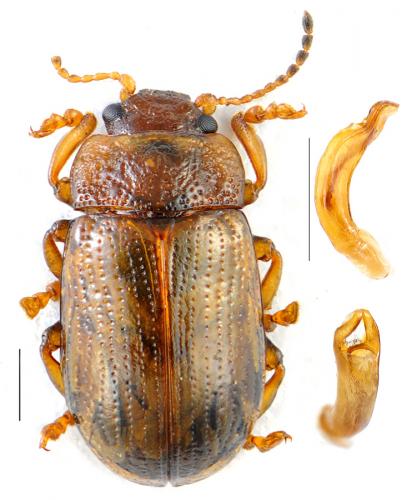 Gonioctena quinquepunctata