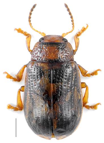 Gonioctena pallida