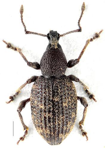 Réf. 105 888 : Otiorhynchus frigidus