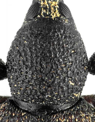 Réf. 105 902 : Otiorhynchus frigidus