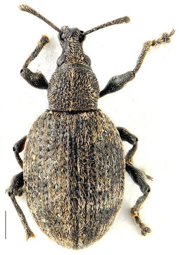 Otiorhynchus nubilus