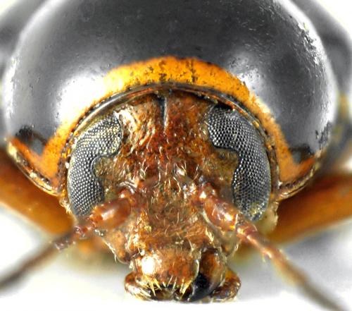 Cryptocephalus flavipes