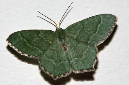 Réf. 105 263 : Hemithea aestivaria