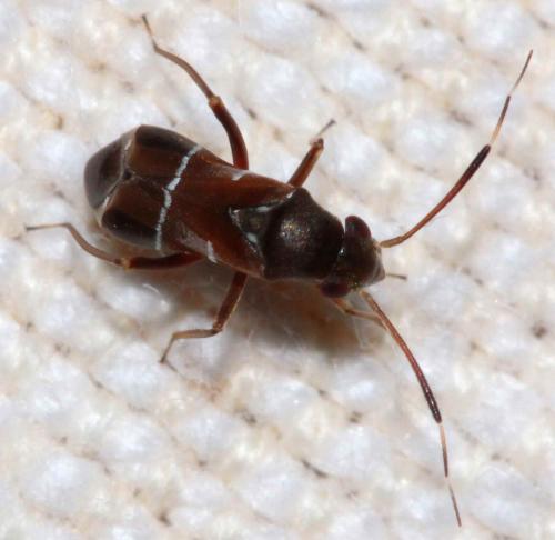 Pilophorus sp.