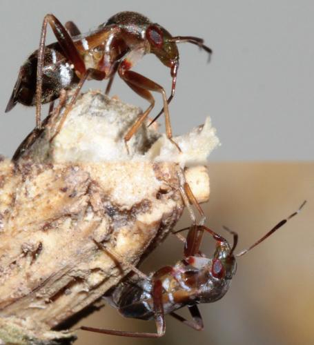 Pilophorus sp.