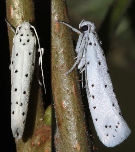 Yponomeuta sp.