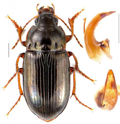 Amara quenseli