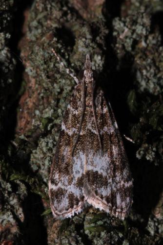 Eudonia mercurella