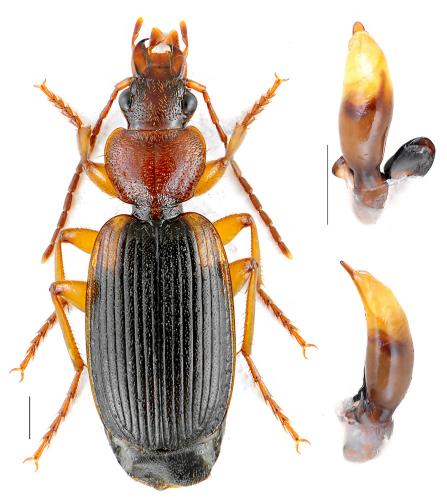 Réf. 105 631 : Cymindis scapularis