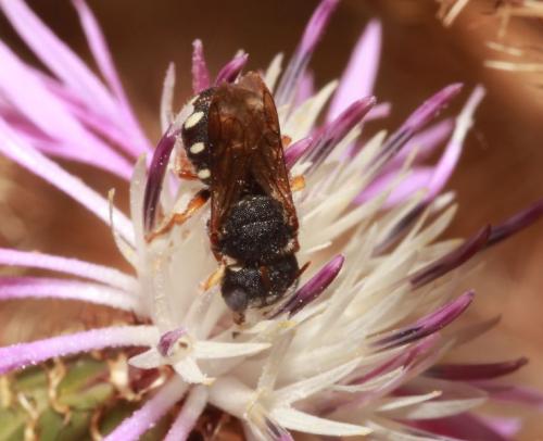 Pseudoanthidium nanum