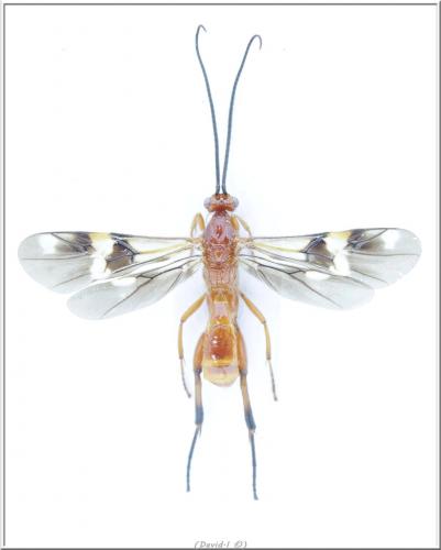 Cremnops desertor