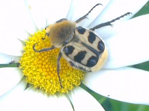 Trichius gallicus