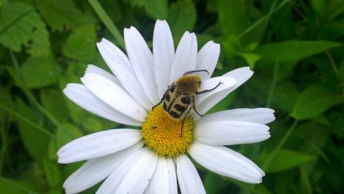 Réf. 105 353 : Trichius gallicus