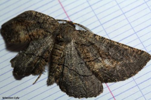 Nychiodes notarioi