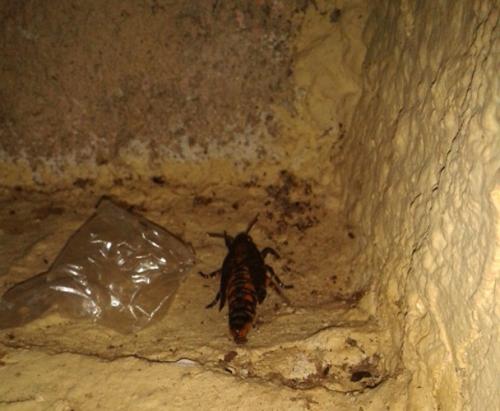 Acherontia atropos