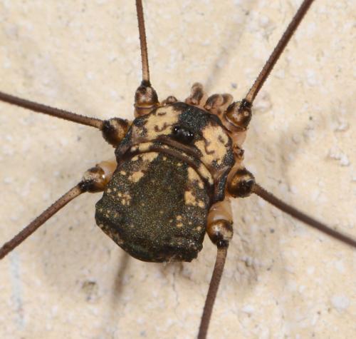 Réf. 105 863 : Leiobunum sp-a
