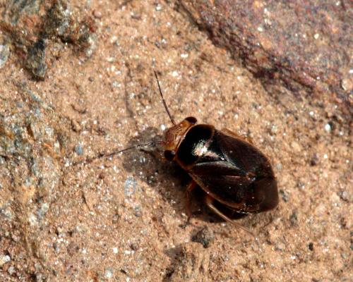Strongylocoris cicadifrons