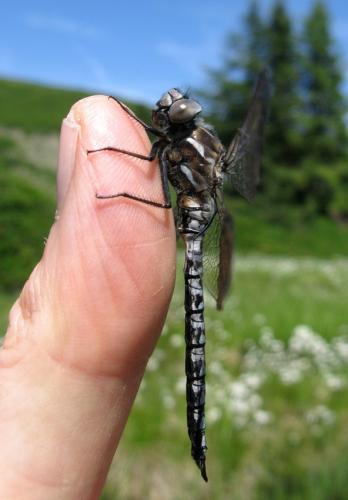 Aeshna caerulea