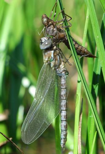 Réf. 105 518 : Aeshna caerulea