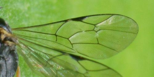 Réf. 105 096 : Diadegma sp.