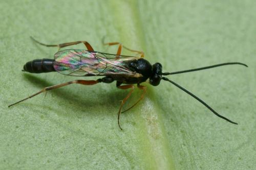 Réf. 105 094 : Diadegma sp.