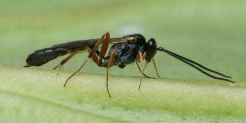 Réf. 105 095 : Diadegma sp.