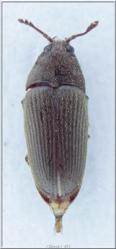 Trixagus sp.
