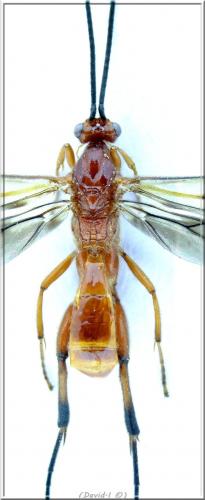 Cremnops desertor