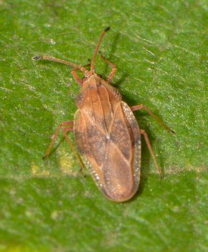 Physatocheila sp.