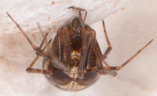 Steatoda triangulosa