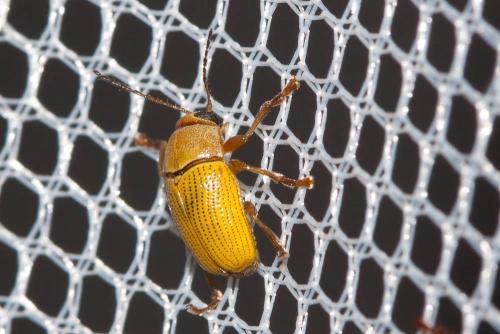 Cryptocephalus sulphureus