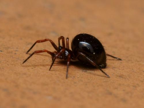 Réf. 105 140 : Euryopis episinoides