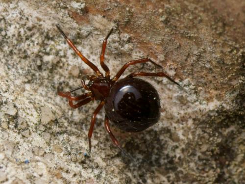 Réf. 105 139 : Euryopis episinoides