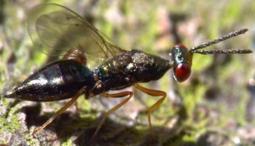 Réf. 105 122 : Platygerrhus affinis