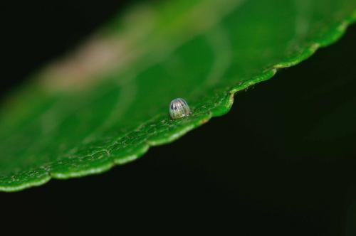 Apatura iris