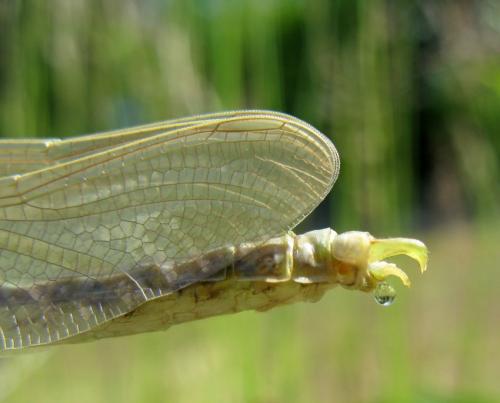 Onychogomphus forcipatus