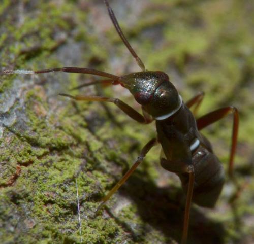 Pilophorus sp.