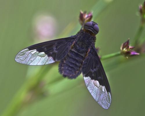 Hemipenthes morio