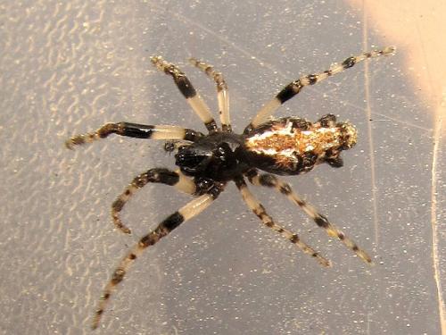 Réf. 105 717 : Cyclosa insulana