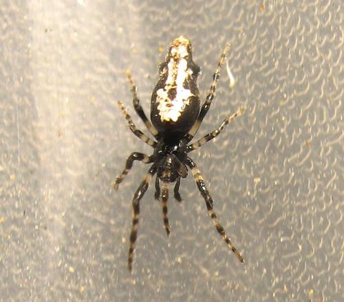 Cyclosa insulana