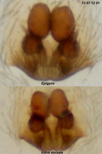 Réf. 105 597 : Clubiona subtilis
