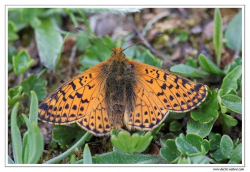 Réf. 105 874 : Boloria pales