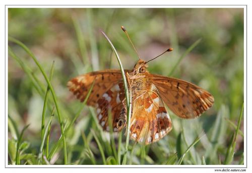 Réf. 105 875 : Boloria pales