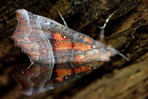 Scoliopteryx libatrix