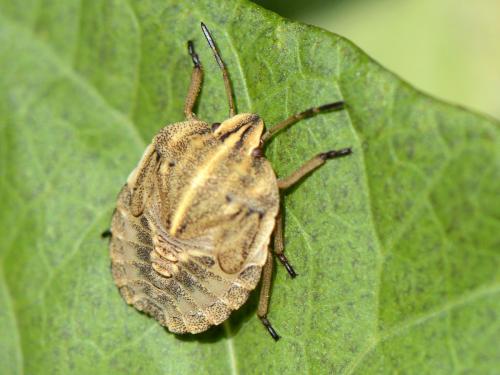 Graphosoma italicum