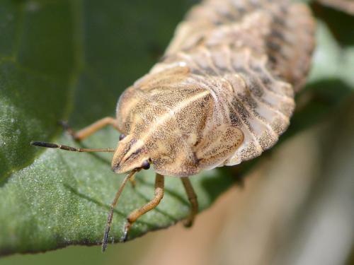 Graphosoma italicum