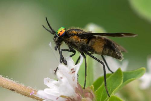 Réf. 105 562 : Chrysops caecutiens
